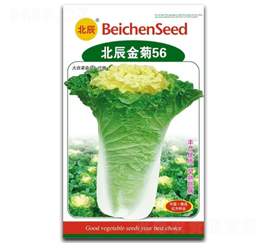 北辰金菊56-大白菜種子-北方種業(yè)