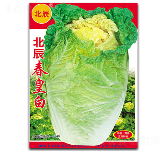 北辰春皇白-大白菜種子-北方種業(yè)