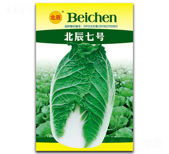 北辰七號(hào)-大白菜種子-北方種業(yè)