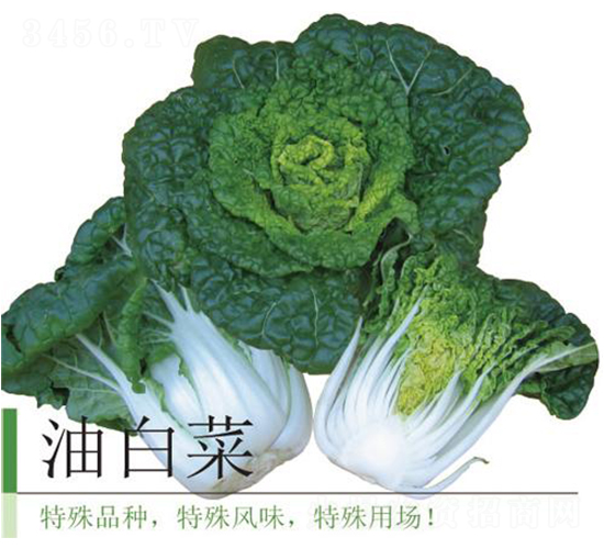 油白菜-白菜種子-井田農(nóng)業(yè)