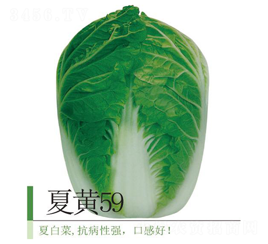 夏黃59-白菜種子-井田農(nóng)業(yè)