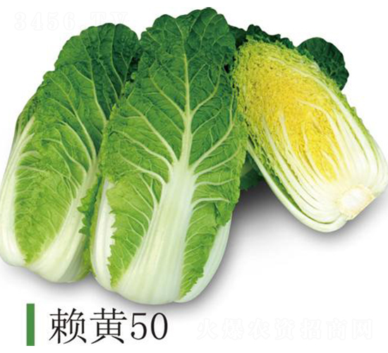賴黃50-白菜種子-井田農業(yè)