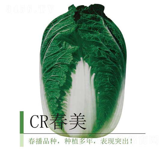 CR春美-白菜種子-井田農(nóng)業(yè)