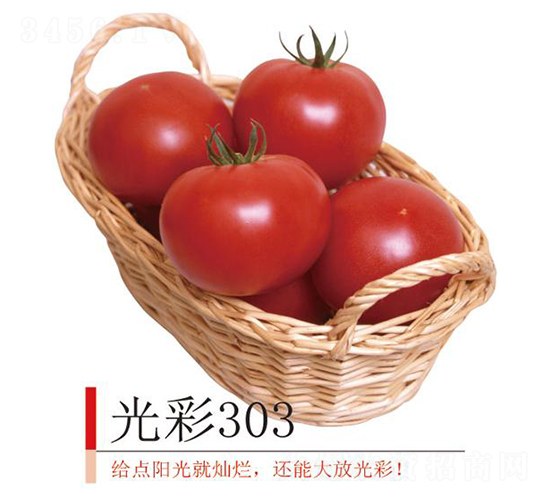 光彩303-番茄種子-井田農(nóng)業(yè)
