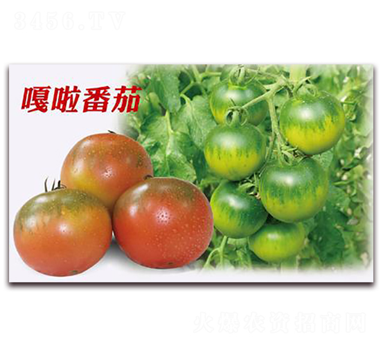 嘎啦番茄-番茄種子-井田農(nóng)業(yè)