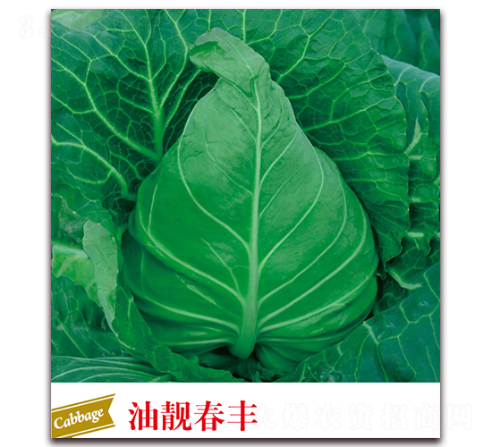 油靚春豐-甘藍(lán)種子-邢申