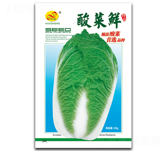 酸菜鮮-白菜種子-昊晟種業(yè)