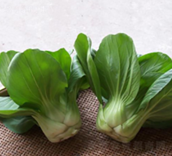 迷你青-青梗菜種子-申耕農(nóng)業(yè)