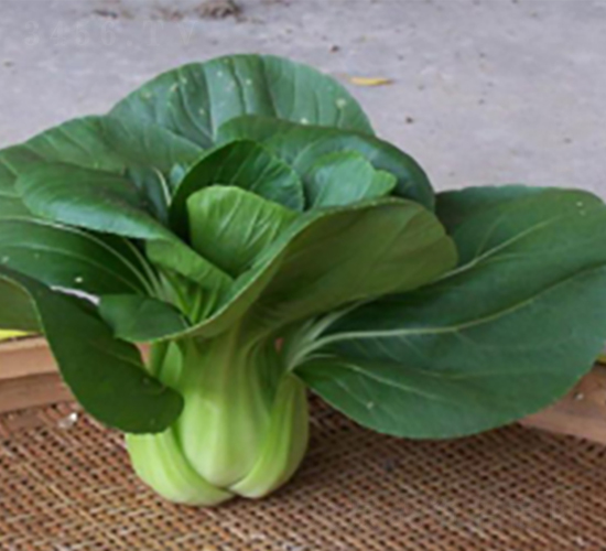 長(zhǎng)征二號(hào)青梗菜-青梗菜種子-申耕農(nóng)業(yè)
