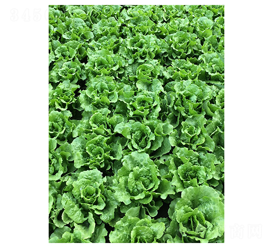 意大利生菜-生菜種子-華蔬種業(yè)