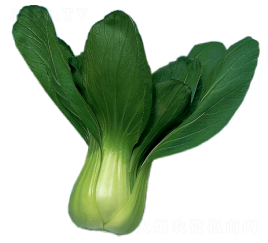 華盛-青梗菜種子-華蔬種業(yè)