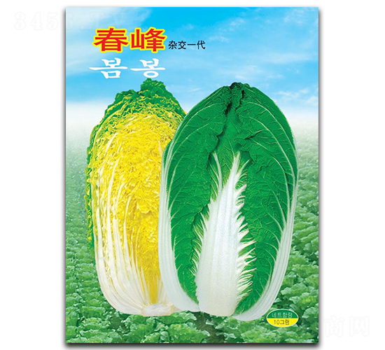 春峰-白菜種子-華蔬種業(yè)
