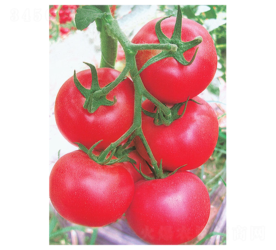 嘉美3號(hào)-番茄種子-華蔬種業(yè)