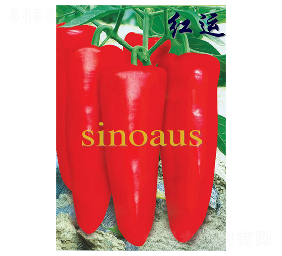 紅運(yùn)-泡椒種子-華蔬種業(yè)