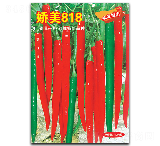 嬌美818-線(xiàn)椒種子-華蔬種業(yè)