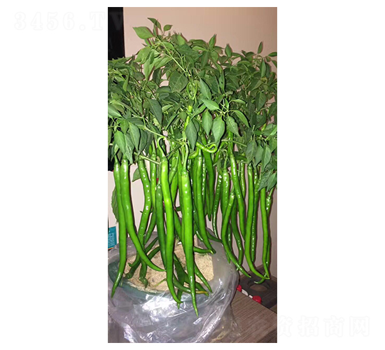 長香玉2號-線椒種子-華蔬種業(yè)