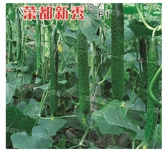 菜都新秀-黃瓜種子-菜都萬盛