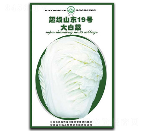 超級山東19號-白菜種子-億豪農業(yè)