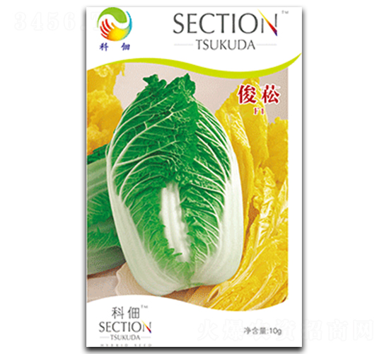 俊菘-白菜種子-丹玉種業(yè)