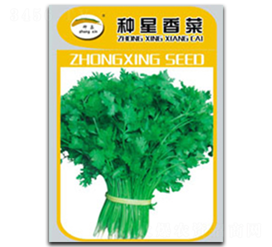 種星香菜-香菜種子-種星種業(yè)