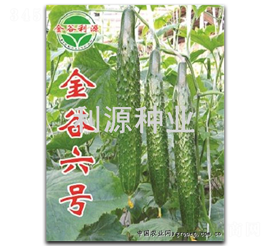 金谷六號(hào)-黃瓜種子-利源種業(yè)