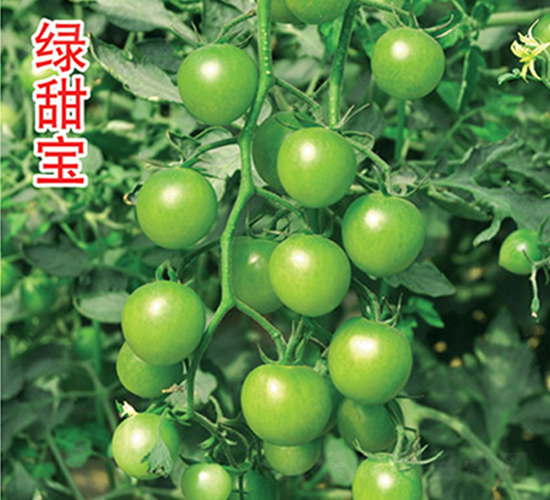 綠甜寶-番茄種子-綠百旺