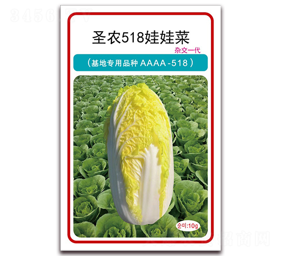 圣農(nóng)518娃娃菜-娃娃菜種子-圣農(nóng)高科
