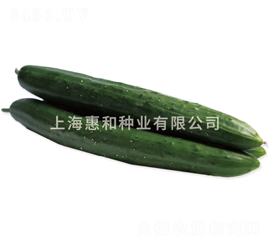 濃綠節(jié)成三號(hào)-黃瓜種子-惠和種業(yè)