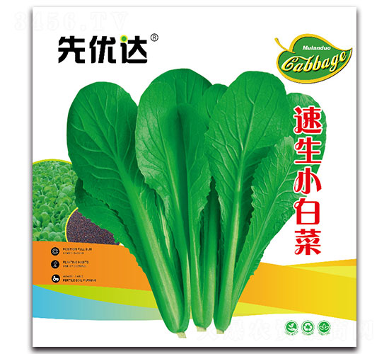 速生小白菜-白菜種子-先優(yōu)達(dá)