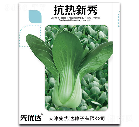 抗熱新秀-白菜種子-先優(yōu)達