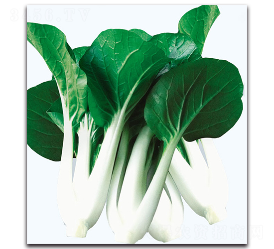 雜交黑葉白菜-白菜種子-現(xiàn)代金穗