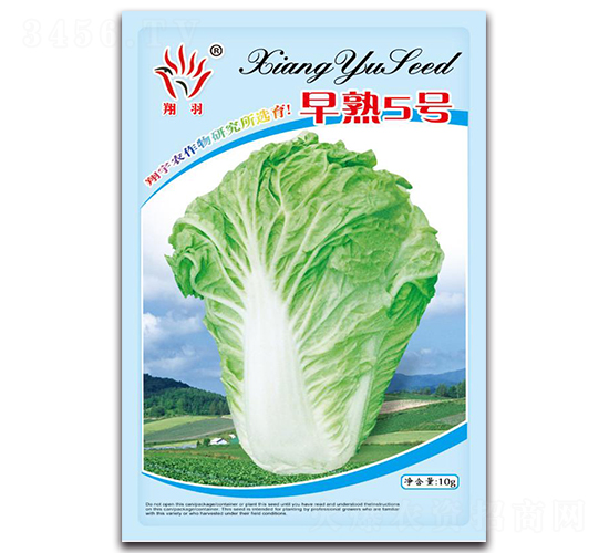 早熟5號-白菜種子-京密種業(yè)