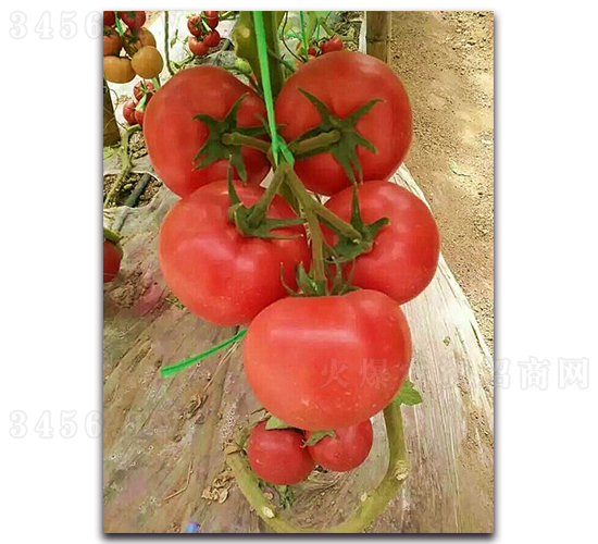 天正208-番茄種子-魯蔬種業(yè)