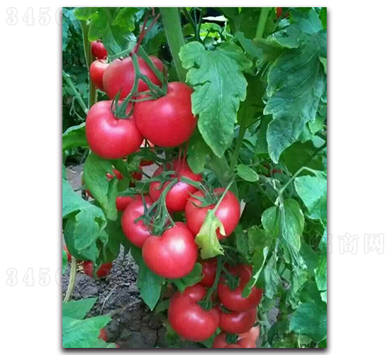 天正206-番茄種子-魯蔬種業(yè)