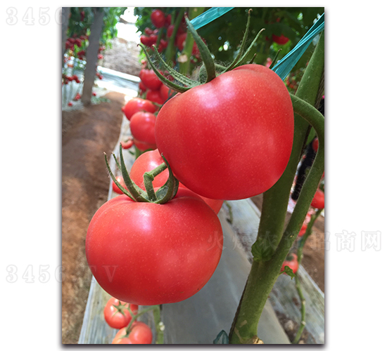 A-1751-番茄種子-魯蔬種業(yè)