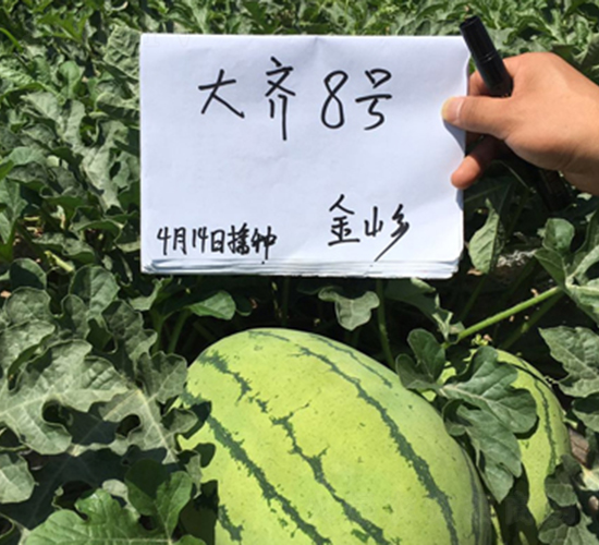 大齊八號-西瓜種子-大齊農(nóng)業(yè)