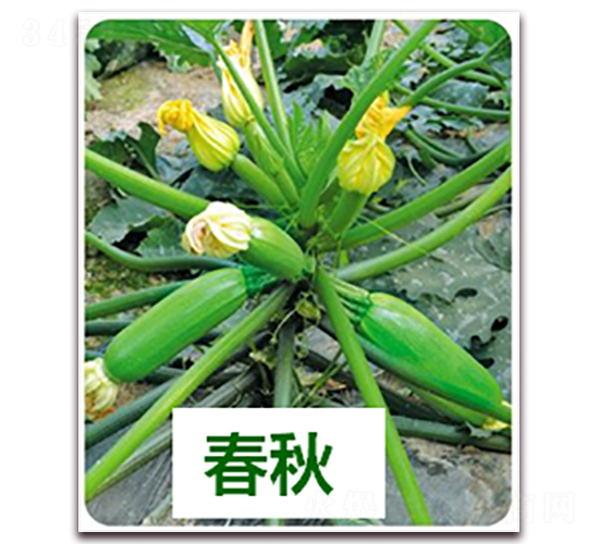 欣瑞411-西葫蘆種子-天瑞種子