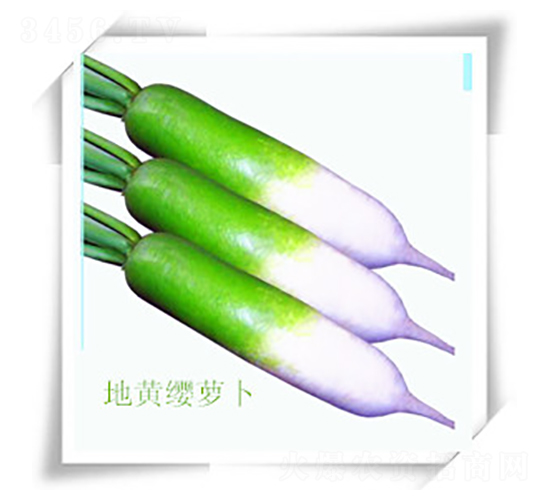 地黃纓蘿卜-蘿卜種子-九圣禾