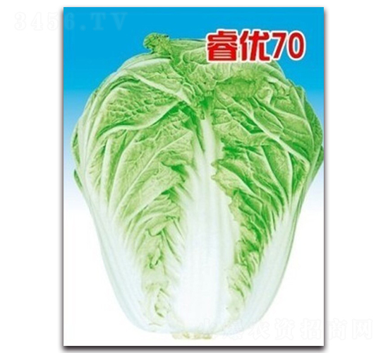 睿優(yōu)70-白菜種子-睿優(yōu)農(nóng)業(yè)