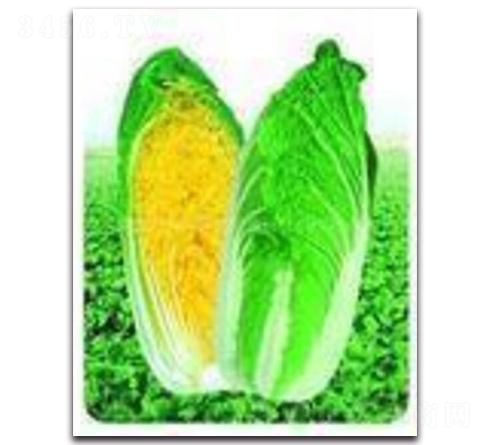 耐熱娃娃菜-白菜種子-睿優(yōu)農(nóng)業(yè)