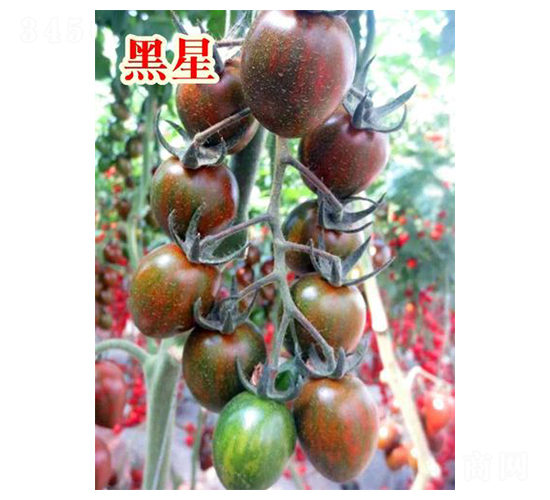 黑星-櫻桃番茄種子-富園種業(yè)