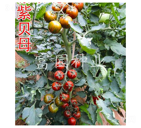 紫母貝-櫻桃番茄種子-富園種業(yè)