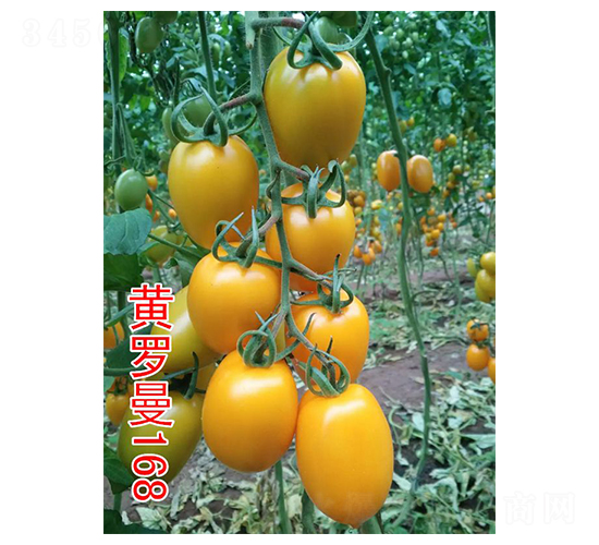 黃羅曼168-櫻桃番茄種子-富園種業(yè)