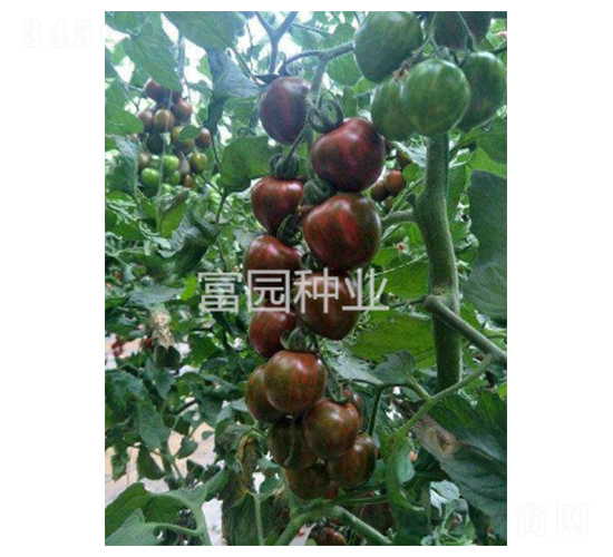 紫丁香-櫻桃番茄種子-富園種業(yè)