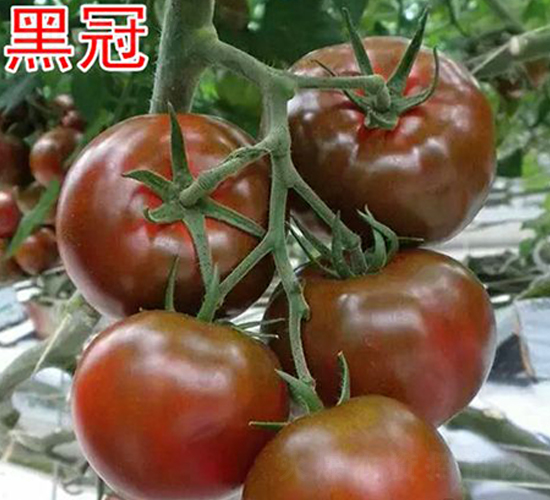 黑冠-番茄種子-富園種業(yè)