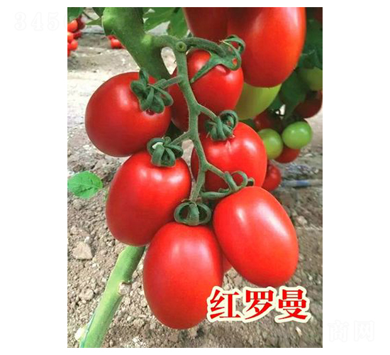 紅羅曼-番茄種子-富園種業(yè)