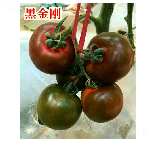 黑金剛-番茄種子-富園種業(yè)