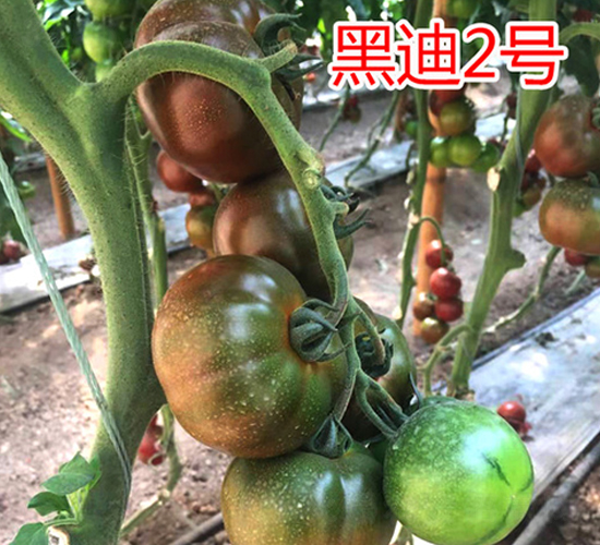 黑迪2號(hào)-番茄種子-富園種業(yè)