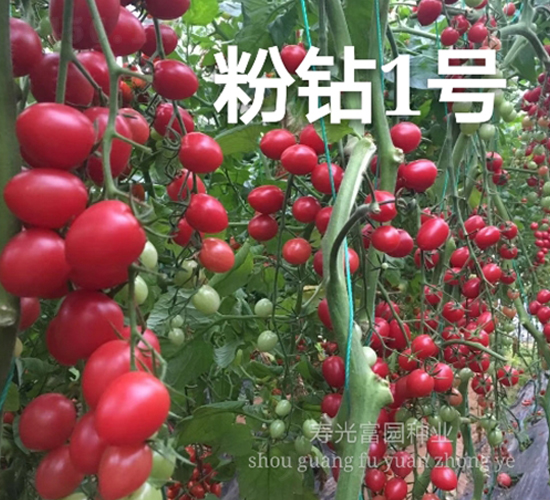 粉鉆1號(hào)-小番茄種子-富園種業(yè)