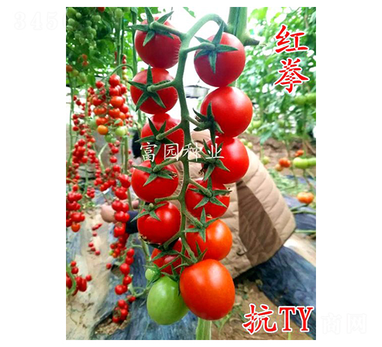 紅拳-小番茄種子-富園種業(yè)